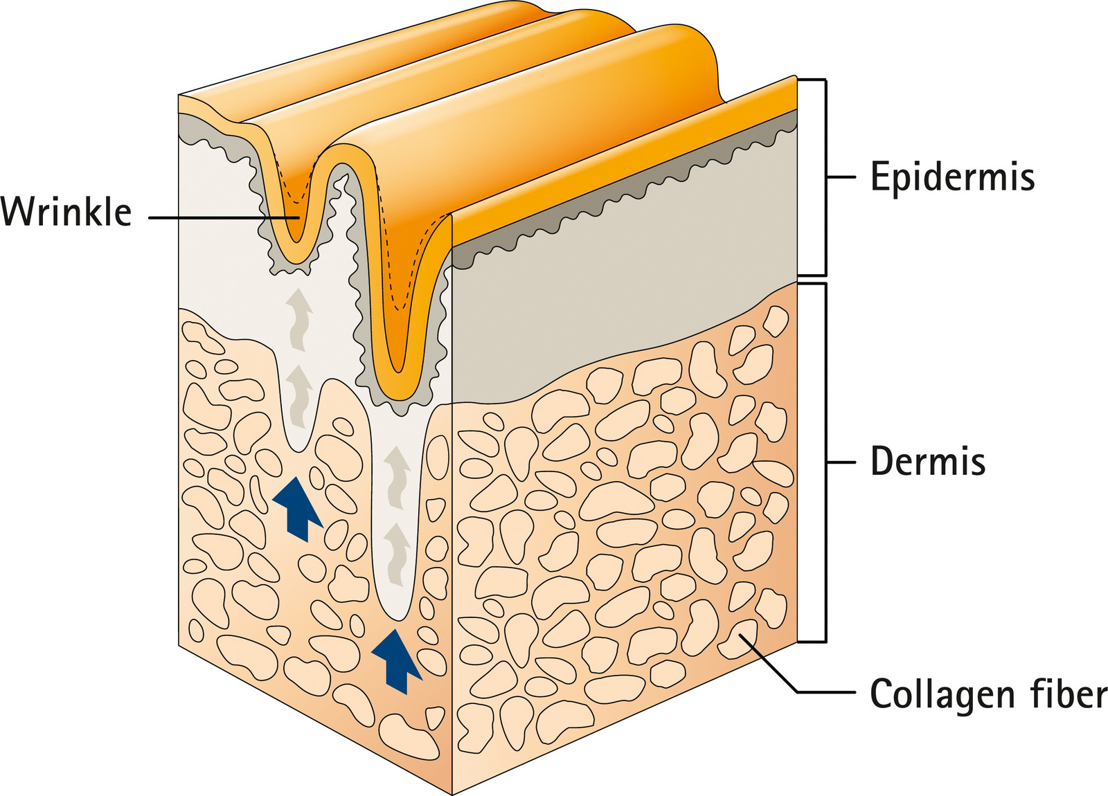 The ultimate beauty formula - Skin rejuvenation - wrincle decrease - hair & nail health formula- Image 2