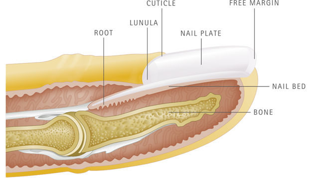 The ultimate beauty formula - Skin rejuvenation - wrincle decrease - hair & nail health formula- Image 9